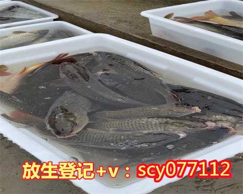 深圳放生买鱼去哪里买的，2011年农历七月八日深圳龙华放生记