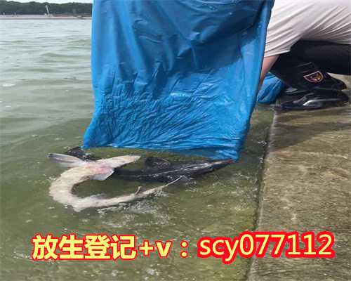 北京放生园放生蜈蚣，500斤鱼被违规放生北京潮白河第二天大量死亡